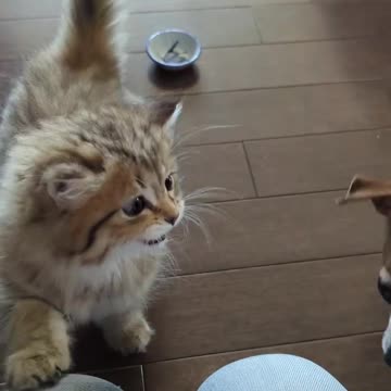 Little kitten and Chihuahua sisters