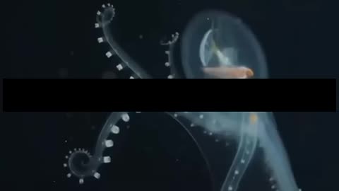 did you know..???.that an octopus dies. #facts #viralvideo