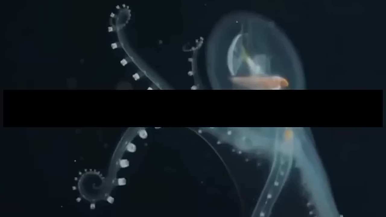 did you know..???.that an octopus dies. #facts #viralvideo
