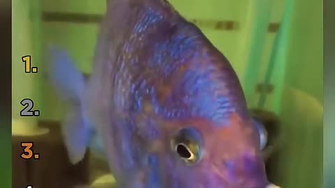 Top 5 Zesty Animal Moments That Made Us Laugh!