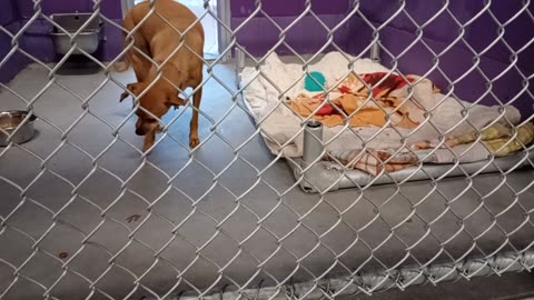 Nyx 4y Pet Id x kennel 11 HSSAZ shelter_20251017_170009966