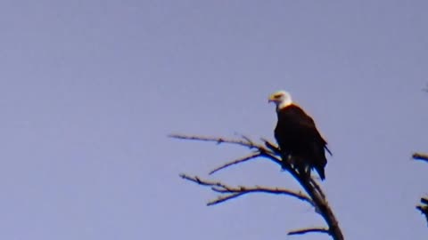 Bald Eagle
