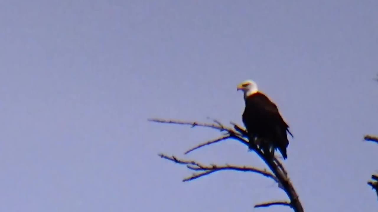 Bald Eagle