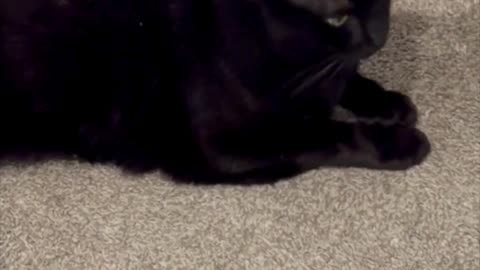 Cute Precious Piper Does All in One Security - Adopting a Cat from a Shelter Vlog #shorts