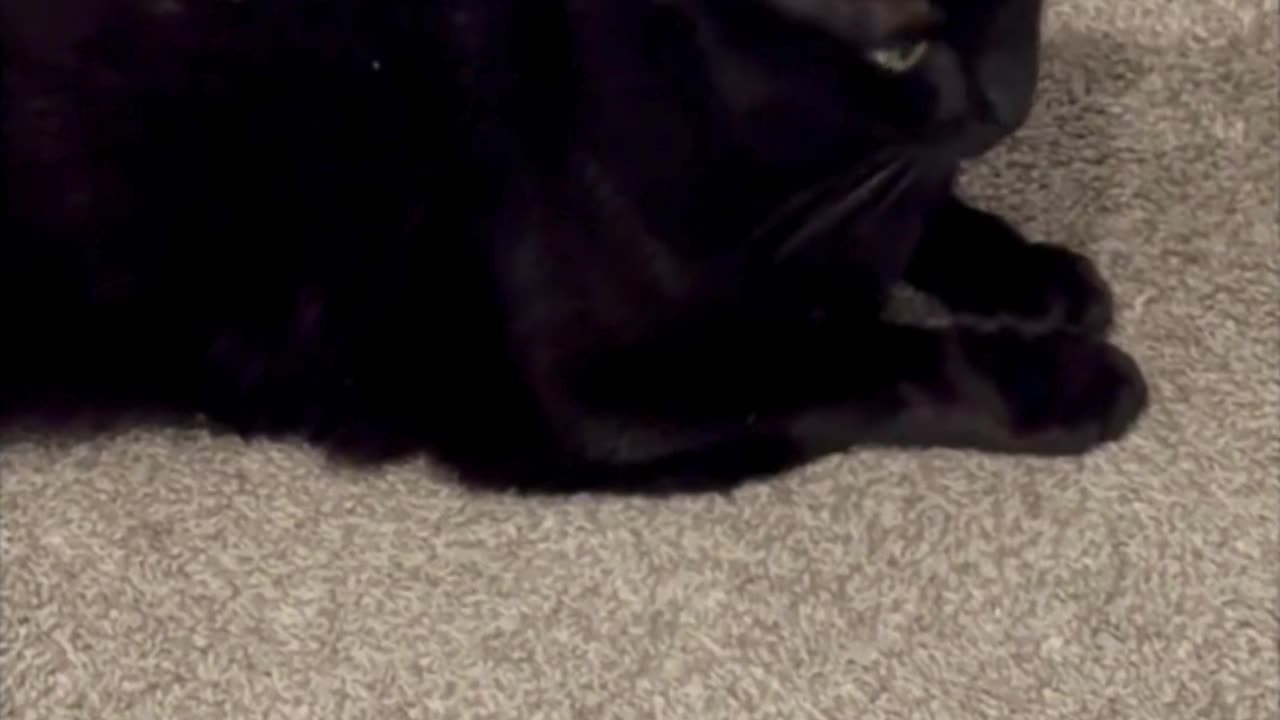 Cute Precious Piper Does All in One Security - Adopting a Cat from a Shelter Vlog #shorts