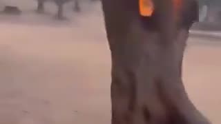This Type of Fire not Seen Yet, Zionest going Hell