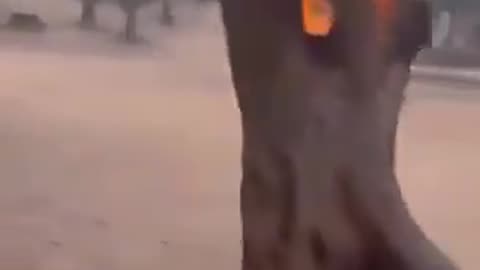 This Type of Fire not Seen Yet, Zionest going Hell