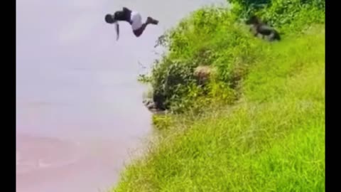 FUNNY DOG'S VIDEO 😀😀😀