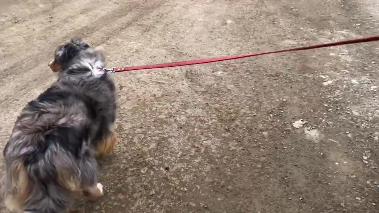 Random Walks With Misty