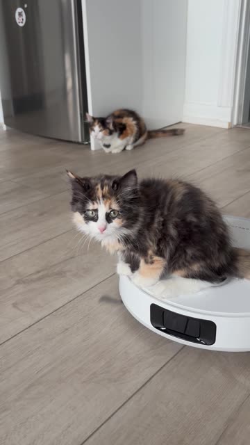 Kitten riding a robot vacuum cleaner
