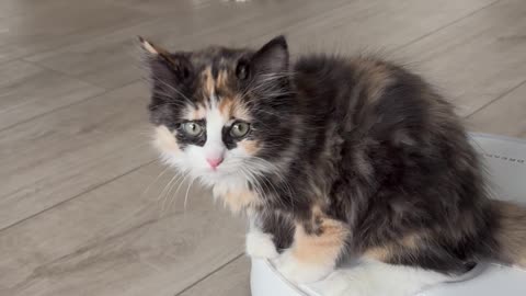Kitten riding a robot vacuum cleaner