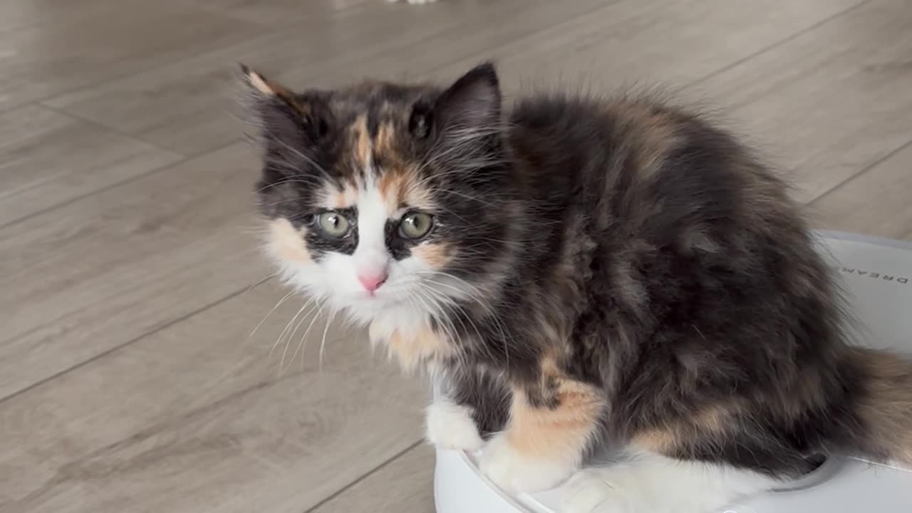 Kitten riding a robot vacuum cleaner