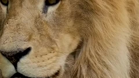 Wildlife Support Deer Lion