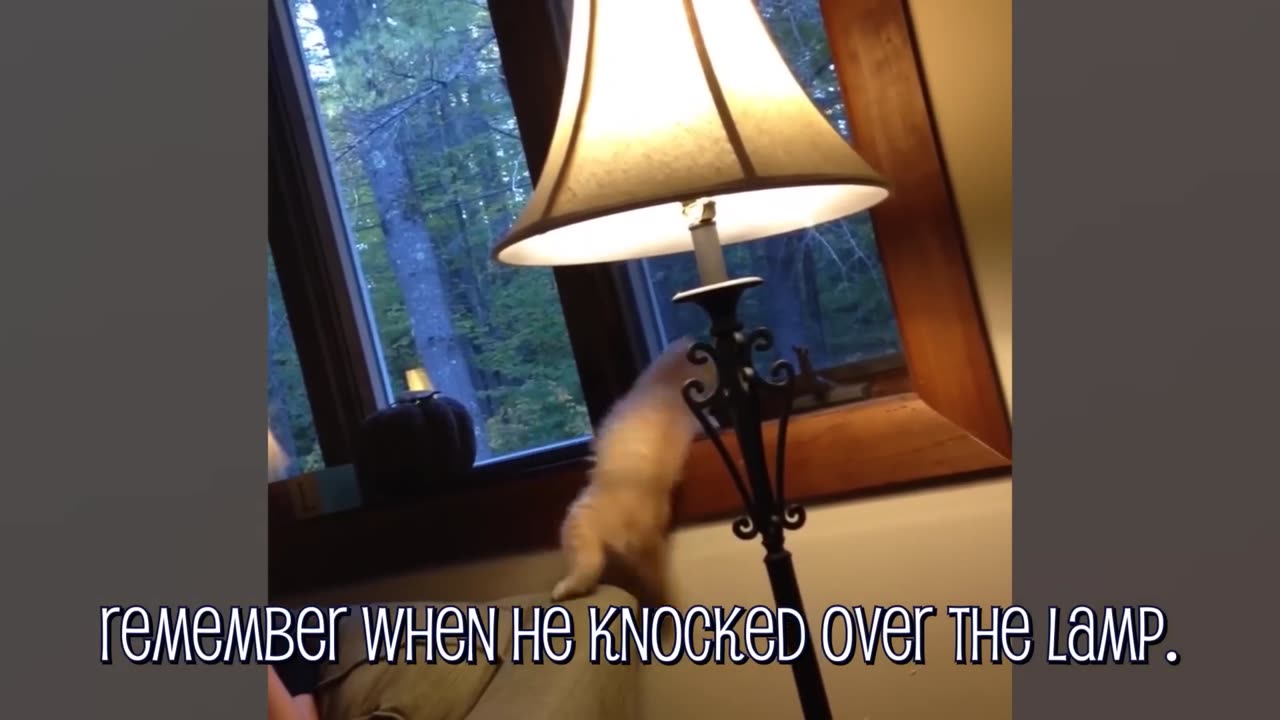 101 SUPER Weird Cats