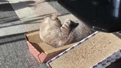 Ultimate Cat Nap on Her Favorite Scratcher — Pure Relaxation Vibes