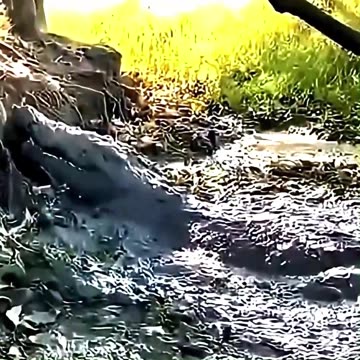 The sad life of three animals