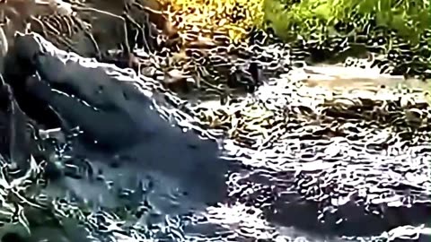 The sad life of three animals