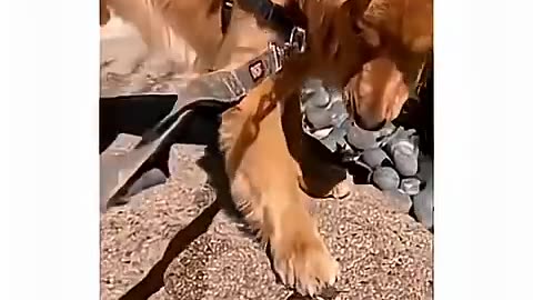 Funny dog moments 71
