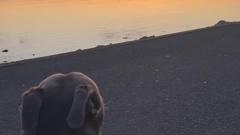 Doggo Disrupts Peaceful Sunset