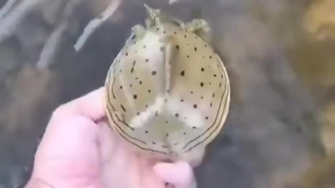 🐢✨ Meet the Fastest Turtle — The Amazing Softshell Turtle! | FeedMyCuriosity