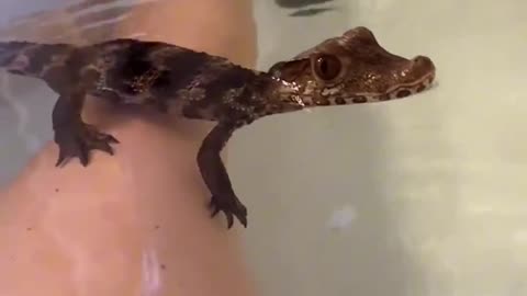 A couple saved a baby crocodile and then this happened #animalshorts #shortvideo