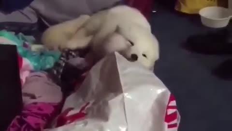 🤩 Soft Puppy, Laughing Puppy... | FunFM