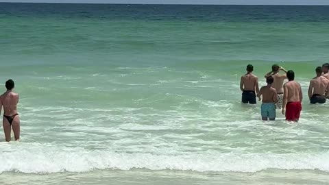 Shark Spotted in Florida Catching Pelican
