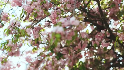 Harmonious Music for Cardiovascular Care 🌿 Calming Your Nervous System Naturally