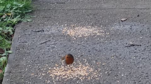 Beautiful Nice Robin In Great Britain