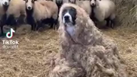 TALK ABOUT A WOLF IN SHEEPS CLOTHING🤣🤣