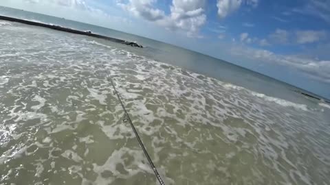 a pesca anche un bel drum fish oltre agli sheepshead pescati tutti con gli shrimp.f270_part12