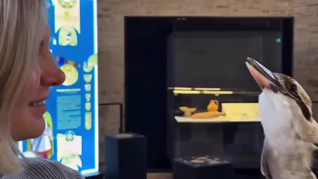 Kookaburra, owl, pair of tits