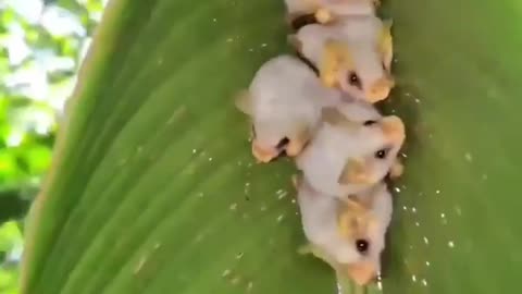 Nice Place to Hide