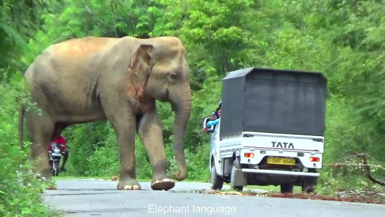 Ehephant attacked vehical and people 🐘