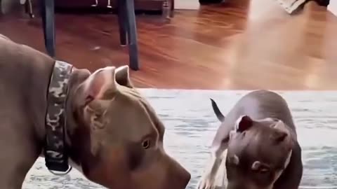 😢🐶 Poor Puppy Grabbed the Wrong Toy! Adorable Fail | FunFM