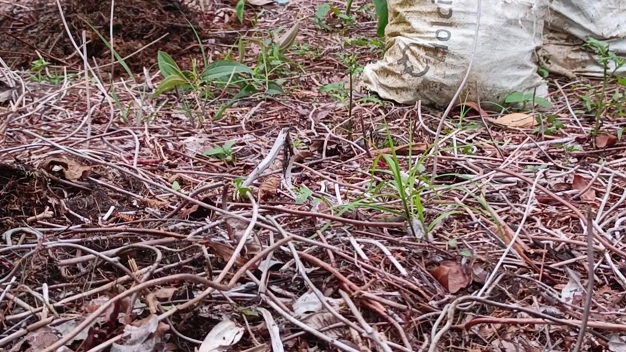 Homesteading
