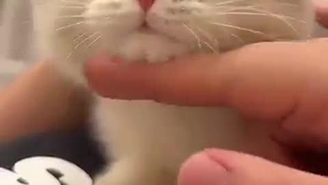 cat, funny cat, cute cat, kitten, cat videos, cats being cats, pet videos,