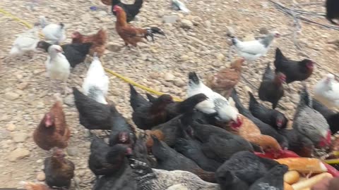 We bought dry bread for chickens