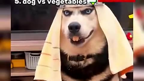 FUNNIEST DOGS RANKED