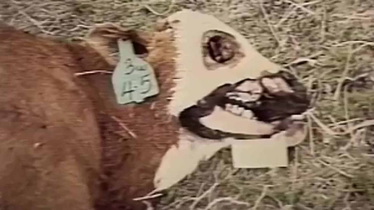 Linda Moulton Howe in 1990 on cattle mutilations