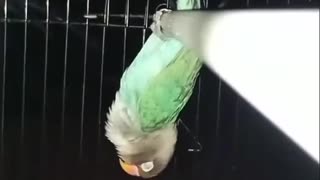 😂🐦 Parrots Never Fall Off! | FunFM