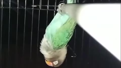 😂🐦 Parrots Never Fall Off! | FunFM
