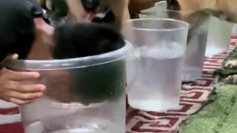 🤯😂 Caught On Camera: Dog Exposes Hooman's Cheating! | FeedMyCuriosity