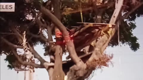 Homeless man builds three-story tree house
