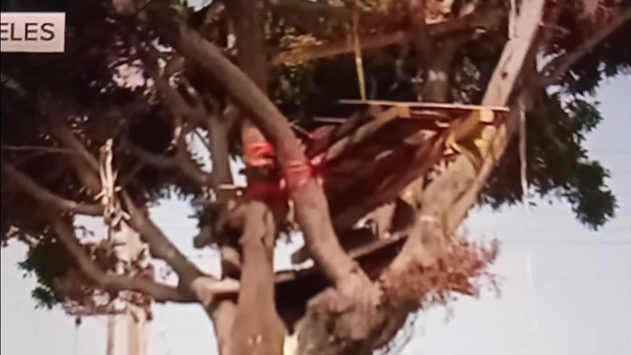 Homeless man builds three-story tree house