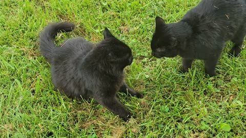 MISSION IMPOSSIBLE: TRYING TO RESCUE A BABY ROBIN with PREDADTOR CATS ON THE GROUND