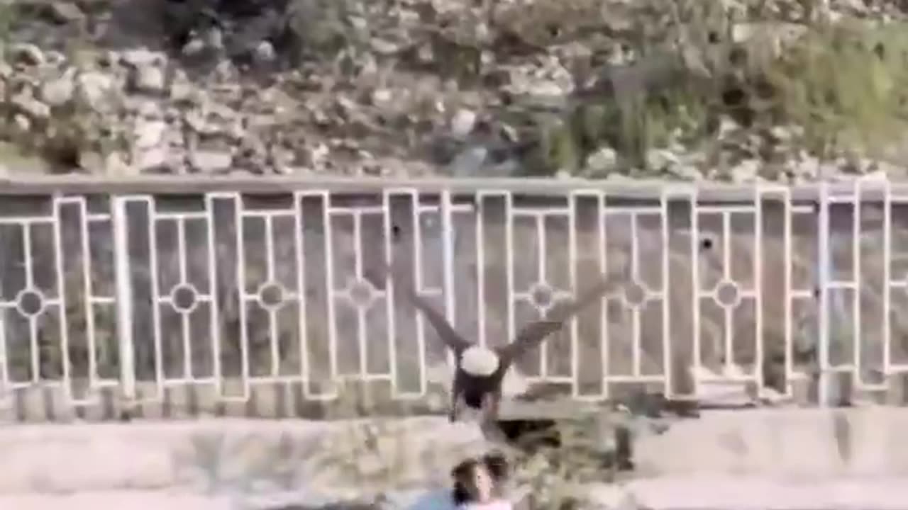WOW - Insane! In Iran, a bald eagle nearly snatched a child