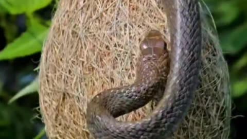 The nest of Ropes Hornero