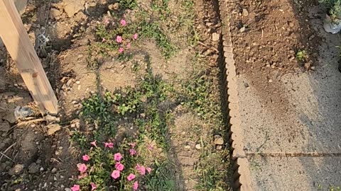 Upgrading a Brimstone Clay soil bed into something we can work with