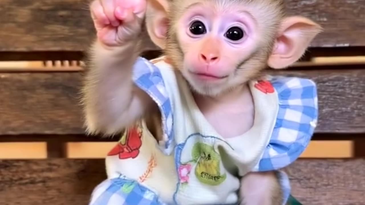 Monkey baby video